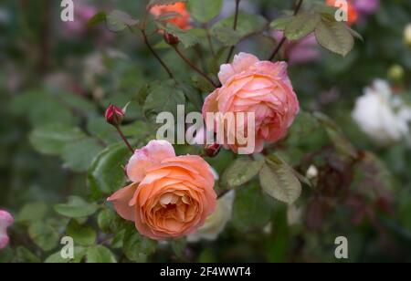 Rose violet rouge vif avec boutons dans le jardin par temps ensoleillé Banque D'Images