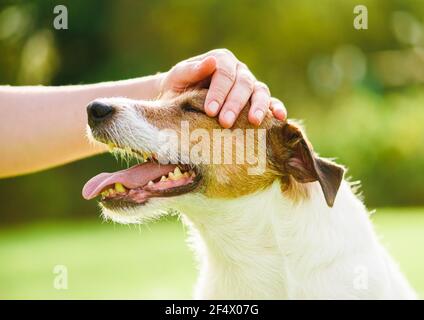 Le propriétaire d'un animal de compagnie utilise le contact physique pour calmer son chien et arrêtez l'anxiété Banque D'Images