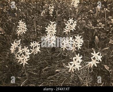 Nucky Milk Star (Ornithogalum nutans), hochant également le lait des oiseaux Banque D'Images