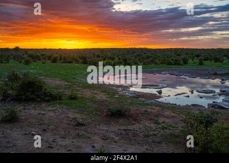 Trou d'eau de Moringa camp de Halali dans le parc national d'Etosha au coucher du soleil En Namibie Banque D'Images