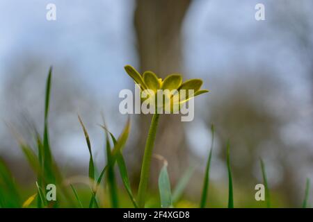 Gros plan d'une fleur de celandine jaune, une fleur sauvage populaire et commune que l'on retrouve dans les prés et les haies de la campagne britannique au printemps Banque D'Images