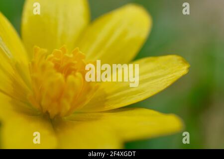 Gros plan d'une fleur de celandine jaune, une fleur sauvage populaire et commune que l'on retrouve dans les prés et les haies de la campagne britannique au printemps Banque D'Images