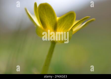 Gros plan d'une fleur de celandine jaune, une fleur sauvage populaire et commune que l'on retrouve dans les prés et les haies de la campagne britannique au printemps Banque D'Images