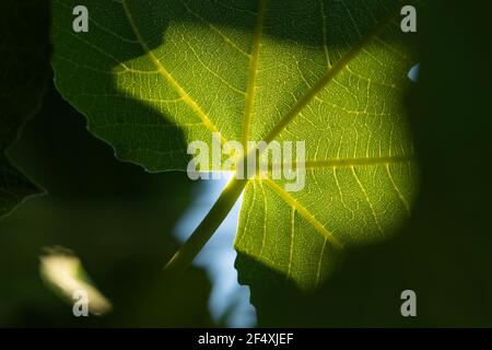 Détail d'une feuille de figues contre la lumière un après-midi d'été. Ficus carica, une espèce asiatique de plante à fleurs de la famille des mûriers, ce spécimen Banque D'Images