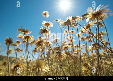 Gros plan de fleurs jaunes sèches dans un champ pendant l'été méditerranéen chaud, rétroéclairé par le soleil sur fond ciel bleu clair. Mise au point douce, objectif évasé, grand angle Banque D'Images