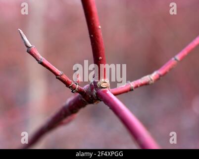 Cornus sanguinea, le cornouiller commun ou le cornouiller sanglant en gros plan Banque D'Images