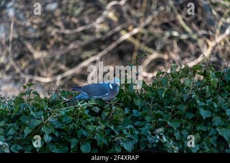 Magdebourg, Allemagne. 18 mars 2021. Un pigeon en bois (Columba Palumbus) est installé dans une haie en face de la cathédrale de Magdeburg. Credit: Stephan Schulz/dpa-Zentralbild/ZB/dpa/Alay Live News Banque D'Images