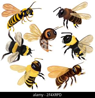 Mettre miel abeille, guêpe, hornet, bourdon de différents angles sur fond blanc. Ensemble d'icônes vectorielles. Illustration de Vecteur