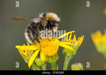 Helle Erdhummel, Hellgelbe Erdhummel, Erdhummel, ERD-Hummel, Männchen, Drohn, Drohne, Blütenbesuch an Jakobs-Greiskraut, Senecio jacobaea, Bombus luco Banque D'Images