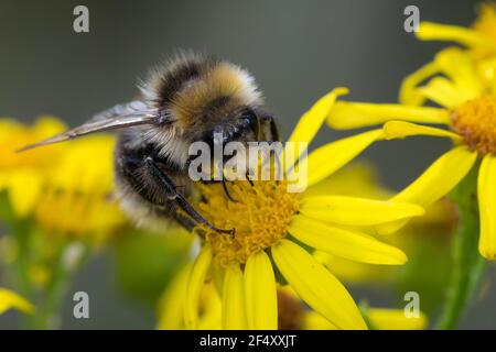 Helle Erdhummel, Hellgelbe Erdhummel, Erdhummel, ERD-Hummel, Männchen, Drohn, Drohne, Blütenbesuch an Jakobs-Greiskraut, Senecio jacobaea, Bombus luco Banque D'Images