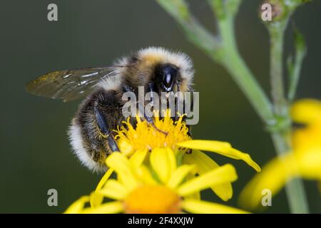 Helle Erdhummel, Hellgelbe Erdhummel, Erdhummel, ERD-Hummel, Männchen, Drohn, Drohne, Blütenbesuch an Jakobs-Greiskraut, Senecio jacobaea, Bombus luco Banque D'Images