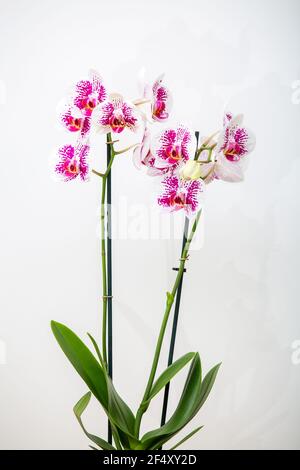 Orchidée Phalaenopsis Anthura Marbella en fleurs jaunes sur fond blanc avec espace pour le texte Banque D'Images