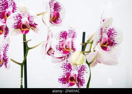 Orchidée Phalaenopsis Anthura Marbella en fleurs jaunes sur fond blanc avec espace pour le texte Banque D'Images