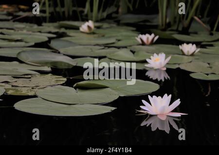 Lilas d'eau dans un canal calme à Giethoorn, pays-Bas Banque D'Images