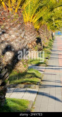 Phoenix canariensis ananas palmiers dans une rangée en face de la Cantabrian Marina Santander Cantabria Espagne lors d'un matin ensoleillé de printemps Banque D'Images