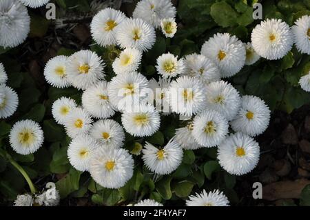 Camomille en tissu éponge blanc sur le lit de fleurs Banque D'Images