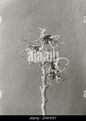 AST avec fleurs de l'expert japonais (Hamamelis japonica) Banque D'Images