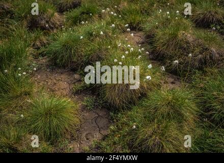 Le coton, Eriophorum sp., formant des boudins instables pour la randonnée, dans le parc national de Gates of the Arctic, chaîne de Brooks, Alaska, États-Unis Banque D'Images