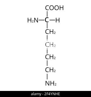 Acide aminé lysine. Formule moléculaire chimique la lysine est un acide aminé. Illustration vectorielle sur un arrière-plan isolé Illustration de Vecteur