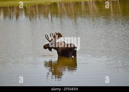 Un orignal de taureau se rafraîchit dans un lac sur un chaude journée d'été Banque D'Images