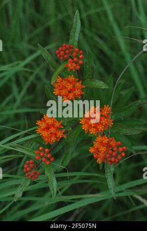 Asclepias tuberosa en fleur Banque D'Images