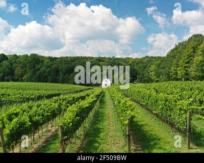 Canada,Ontario, Beamsville, rangées de vignes avec une grange peinte en blanc. Banque D'Images