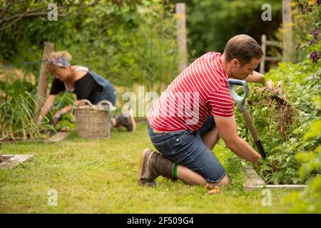 Couple récolte des légumes dans jardin d'été arrière-cour Banque D'Images