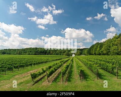 Canada, Ontario, Beamsville, rangées de vignes avec une grange peinte en blanc. Banque D'Images