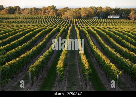 Canada, Ontario, Beamsville, rangs de vignes Banque D'Images