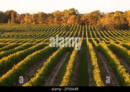 Canada, Ontario, Beamsville, rangs de vignes Banque D'Images