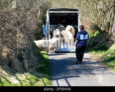 Les moutons bloquent une voie de campagne au pays de Galles Banque D'Images