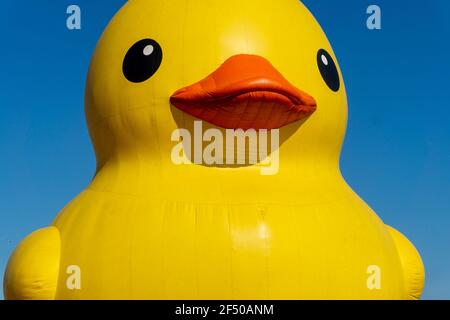 Canard géant en caoutchouc célébrera le 150e anniversaire du Canada, Toronto, Canada - 30 juin 2017 Banque D'Images