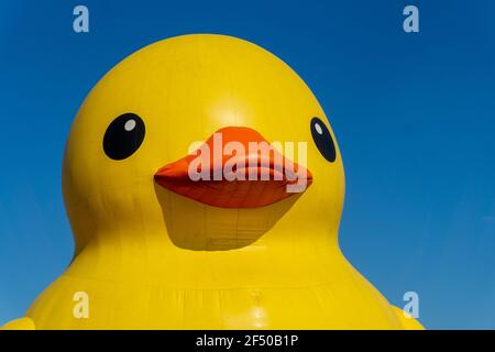 Canard géant en caoutchouc célébrera le 150e anniversaire du Canada, Toronto, Canada - 30 juin 2017 Banque D'Images