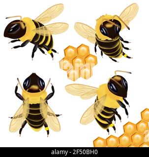 Définir Honey Bee sous différents angles sur fond blanc. Icône abeille en nid d'abeille. Illustration vectorielle. Illustration de Vecteur