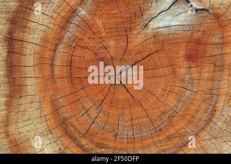 Ancienne texture de coupe de bois. Gros plan. Banque D'Images
