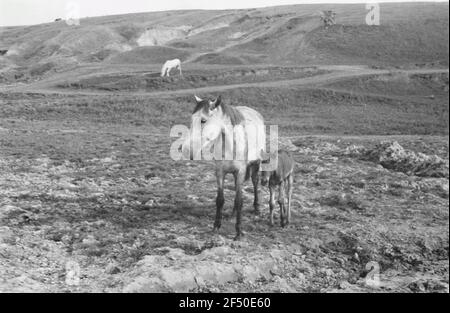 Deuxième Guerre mondiale. Pour l'affichage. Union soviétique. Mare avec foal sur le pâturage Banque D'Images