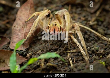 Araignée errante brésilienne - Phoneutria boliviensis ou depilata, espèce d'araignée importante sur le plan médical dans la famille des Ctenidae, en Amérique centrale et du Sud Banque D'Images