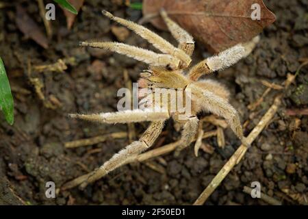 Araignée errante brésilienne - Phoneutria boliviensis ou depilata, espèce d'araignée importante sur le plan médical dans la famille des Ctenidae, en Amérique centrale et du Sud Banque D'Images