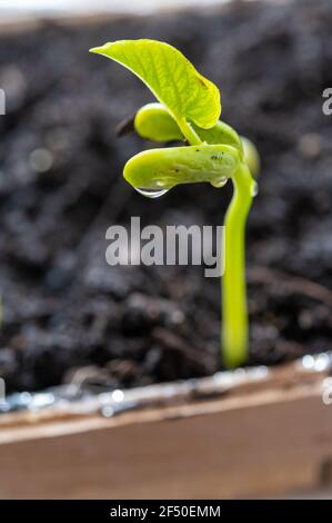 Germination des plantes de haricots au début du printemps sur le rebord de la fenêtre pour plantation dans le jardin de près Banque D'Images