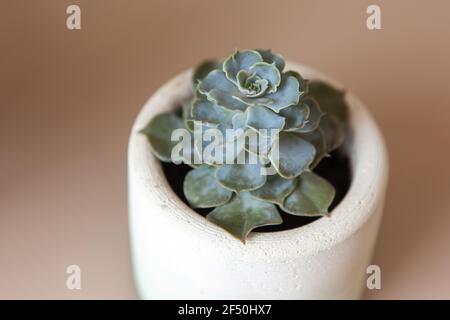 Tendance succulent Echeveria Colorata en pot de fleurs blanc en béton sur fond beige, espace copie. Pour les médias sociaux, poster, intérieur, blog, fleur sho Banque D'Images