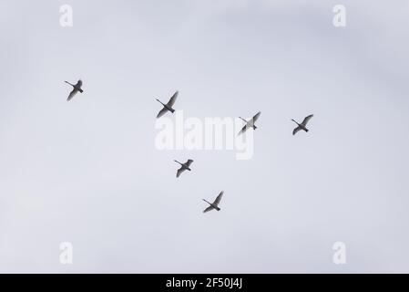 Photo à mise au point sélective. Whooper swans, Cygnus cygnus volant dans le ciel. Premiers oiseaux migrateurs. Banque D'Images