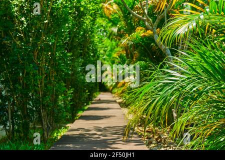 Sentier de randonnée dans le parc à travers les plantes vertes denses sous-poussent. Banque D'Images