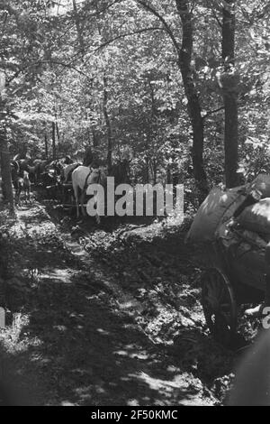 Deuxième Guerre mondiale. Photos avant. Union soviétique. Pourriture de la Wehrmacht allemande avec des chevaux dans une forêt Banque D'Images