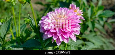 Dahlia sur fond de parterres de fleurs. Concentrez-vous sur la fleur. Faible profondeur de champ. Photo large. Banque D'Images