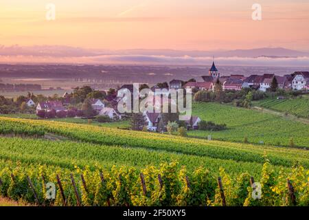 Aube brumeuse sur la ville de Zellenberg le long de la route des vins, Alsace, France Banque D'Images