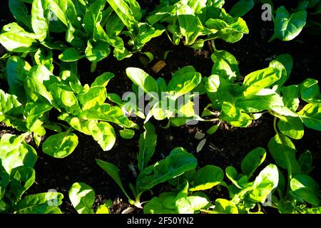 Vue de dessus des rangées de bettes de bettes suisses (Beta vulgaris) dans un jardin potager en mai. Banque D'Images