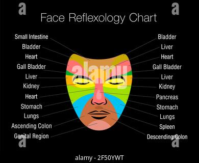 Diagramme de réflexologie faciale avec zones colorées et noms des organes internes correspondants. Masque de massage coloré sur fond noir. Banque D'Images