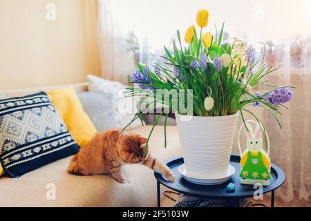 Décoration de Pâques. Chat jouant avec des oeufs par les fleurs de printemps qui fleurit dans le pot à la maison. Animaux de compagnie s'amusant sur le canapé. Intérieur des fêtes Banque D'Images