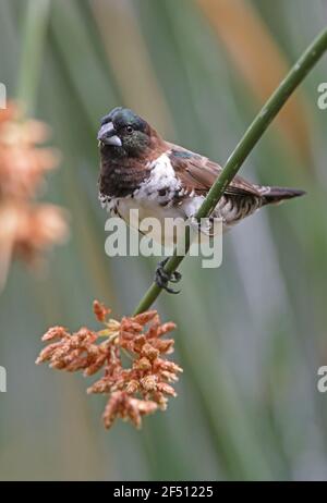 Bronze Mannikine (Spermétes cucullata) mâle se nourrissant sur tête de semence Ethiopie Avril Banque D'Images