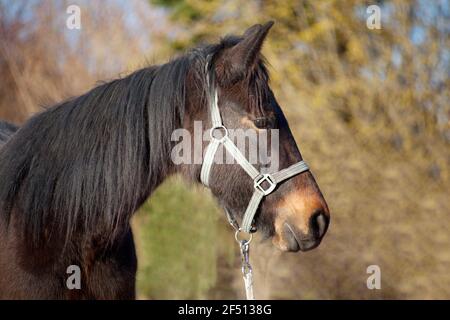 Foal, jeune cheval filly pur-sang portrait Banque D'Images